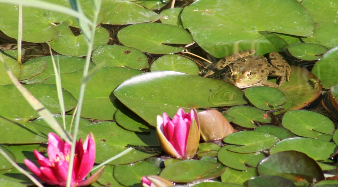 Froschalarm in den Blumengärten Hirschstetten