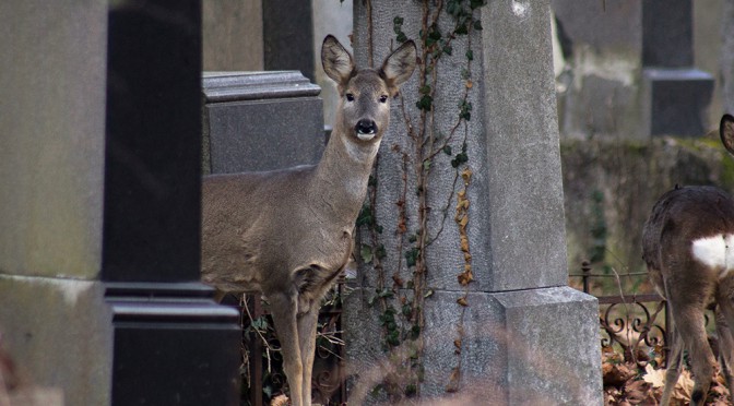 Ein Bambi zur Selbstfindung
