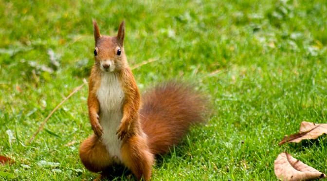Die Ehre der Eichhörnchen