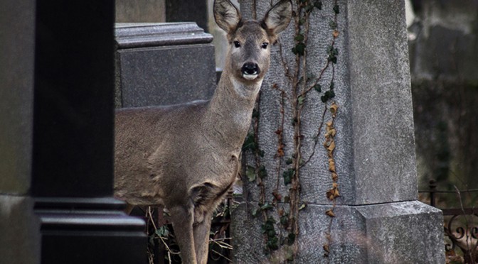 Scheue Rehe am Zentralfriedhof