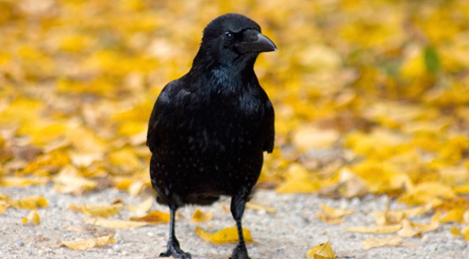 Adventkalender, 18. Türchen: Ludwig Hirsch‘ „Komm großer schwarzer Vogel“ hatte Spielverbot